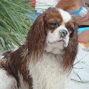 Cavalier king charles spaniel Molli