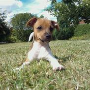 Dansk svensk gaardhund Molly