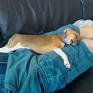 Dansk svensk gaardhund Molly