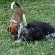 Dansk svensk gaardhund Molly