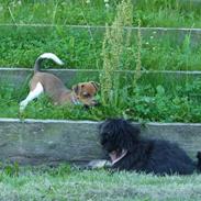 Dansk svensk gaardhund Molly