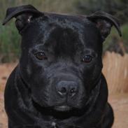 Staffordshire bull terrier **Angelic Staff ENZO**