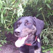 Blanding af racer Zita