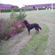 Blanding af racer Zita