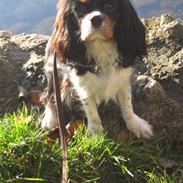 Cavalier king charles spaniel Rosalinde Von Brandenburg
