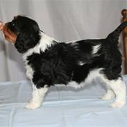 Cavalier king charles spaniel Rosalinde Von Brandenburg
