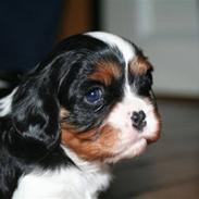 Cavalier king charles spaniel Rosalinde Von Brandenburg