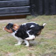 Cavalier king charles spaniel Rosalinde Von Brandenburg