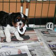 Cavalier king charles spaniel Rosalinde Von Brandenburg