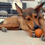 Blanding af racer Cica