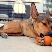 Blanding af racer Cica