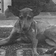 Blanding af racer Cica