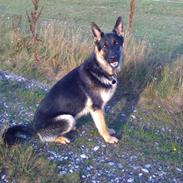 Schæferhund Allibinas Ghandi