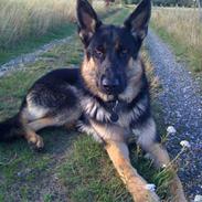 Schæferhund Allibinas Ghandi