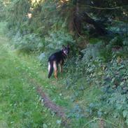 Schæferhund Allibinas Ghandi