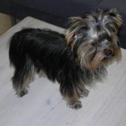 Yorkshire terrier Chili