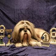 Shih tzu Buster