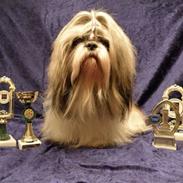 Shih tzu Buster