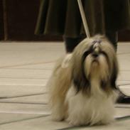 Shih tzu Buster