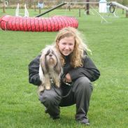 Shih tzu Buster