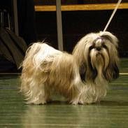 Shih tzu Buster