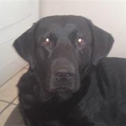 Labrador retriever Simba