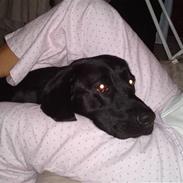 Labrador retriever Simba