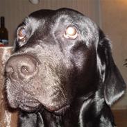 Labrador retriever Simba