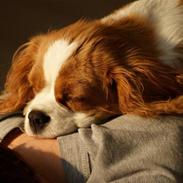 Cavalier king charles spaniel Coco