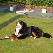 Berner sennenhund Amazing Tiklo's Amy