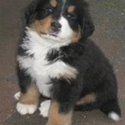 Berner sennenhund Amazing Tiklo's Amy