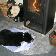 Berner sennenhund Amazing Tiklo's Amy