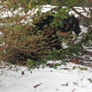 Berner sennenhund Amazing Tiklo's Amy