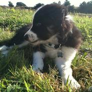 Border collie Messi