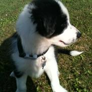 Border collie Messi