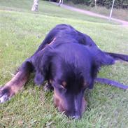 Blanding af racer Felix