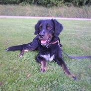 Blanding af racer Felix