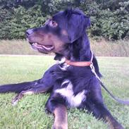 Blanding af racer Felix