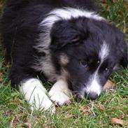 Border collie ZAKI III