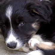 Border collie ZAKI III