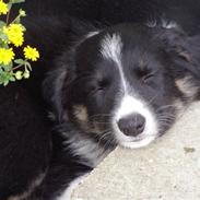 Border collie ZAKI III