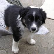 Border collie ZAKI III