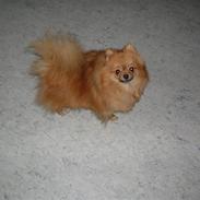 Pomeranian Topsys Cleo