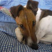 Glathåret foxterrier candy