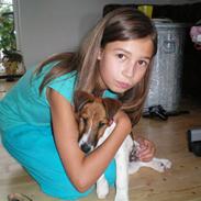 Glathåret foxterrier candy