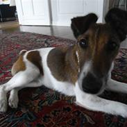 Glathåret foxterrier candy