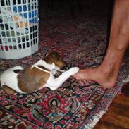 Glathåret foxterrier candy