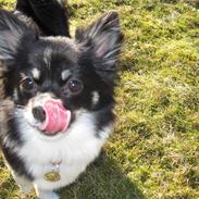 Chihuahua / papillon Lulu Tequila
