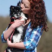 Chihuahua / papillon Lulu Tequila