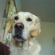 Golden retriever Sille